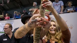 Miss Texas Margana Wood menguliti ular derik saat acara Swingter Rattlesnake Sweetwater di Nolan County Coliseum (10/3). Festival ular derik ini bisa menarik puluhan ribu pengunjung setiap tahunnya. (AFP/Loren Elliot)