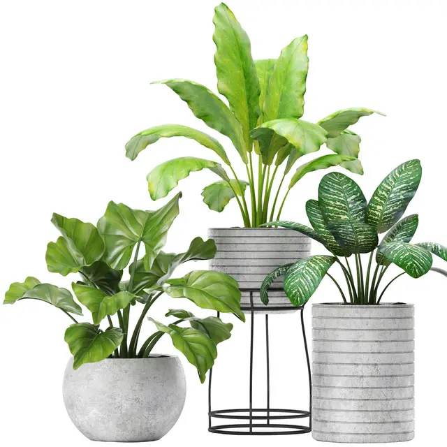 Tanaman Pot