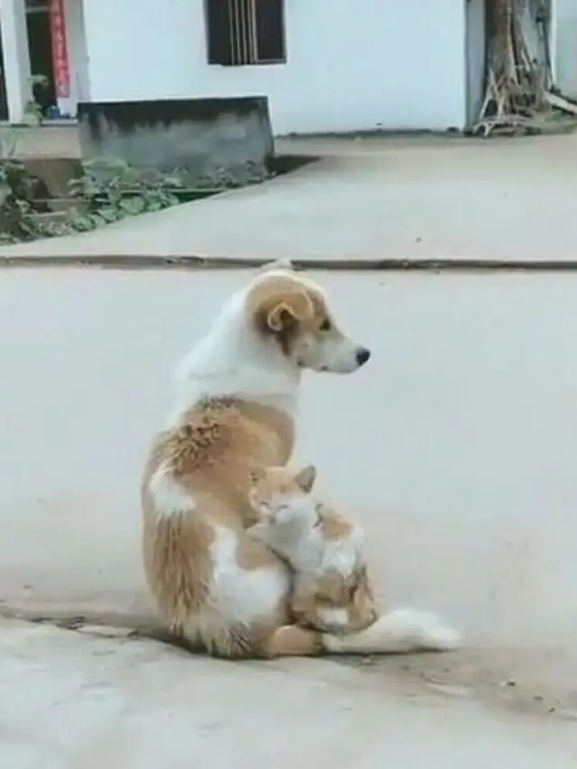 9 Potret Kucing Krisis Identitas Ini Bikin Geleng Kepala