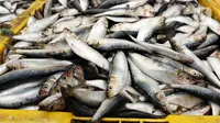 Ikan hasil tangkapan nelayan di Pelabuhan Muara Angke, Jakarta, Selasa (27/12/2022). Kementerian Kelautan dan Perikanan (KKP) pada 2023 menargetkan peningkatan nilai ekspor komoditas kelautan dan perikanan hingga mencapai USD 7,6 miliar. (Liputan6.com/Herman Zakharia)
