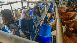 Salah satu lapak hewan kurban menghadirkan konsep berbeda dengan menampilkan Sales Promotion Girl (SPG) berkostum ala pramugari untuk menyambut calon pembeli. Tampak dalam foto, beberapa Sales Promotion Girl (SPG) dengan mengenakan kostum ala pramugari melayani calon pembeli di Mall Hewan Qurban H. Doni, Depok, Jawa Barat, Senin (11/5/2026). (merdeka.com/Arie Basuki)