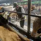 Penjualan diperkirakan meningkat lebih dari 20 persen dibandingkan tahun lalu yang hanya sekitar 900 ekor sapi. (merdeka.com/Arie Basuki)