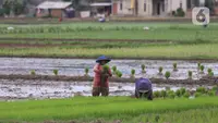 Regenerasi Petani jadi Agenda Penting Pemerintah