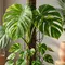 Rahasia Membuat Daun Sirih Gading Tampak Seperti Monstera, Cantik, Rimbun, dan Estetik