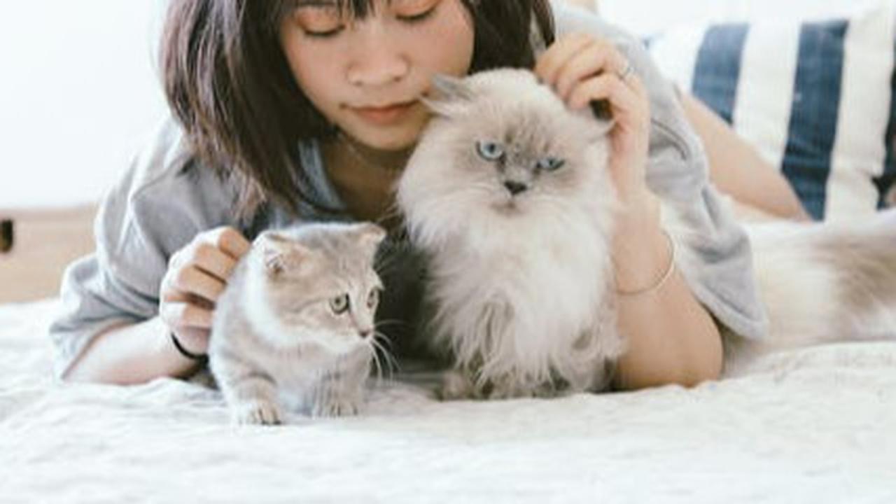 Minta Bantuan Orang Terpercaya untuk Memeriksa Kucing