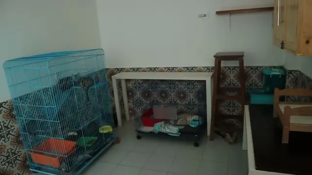 Arbani Yasiz