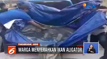 Warga Pangandaran, Bandung, Jawa Barat, kembali menyerahkan ikan berbahaya jenis alligator atau ikan buaya ke posko penyerahan ikan berbahaya dan invasif.