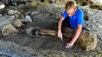 Peneliti National History Museum of Paris, Maxime Lasseron memeriksa tulang paha dinosaurus raksasa Sauropoda yang ditemukan awal minggu lalu di sebuah situs penggalian di barat daya Prancis, 24 Juli 2019. Tulang paha dengan panjang dua meter ini diklaim berusia 140 juta tahun. (GEORGES GOBET/AFP)