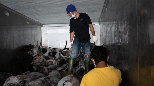 Indonesia akhirnya melakukan ekspor perdana ikan tuna ke Vietnam. Ini merupakan hasil kerja sama antara Lembaga Pembiayaan Ekspor Indonesia (LPEI)/Indonesia Eximbank dengan PT Sarinah. (Dok Sarinah)