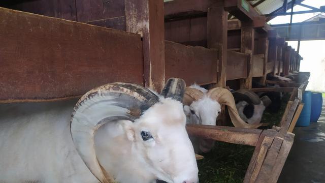 Beberapa domba Garut pejantan unggul asli nuftah Indonesia di salah satu kandang kawasan UPT Pembibitan domba Margawati, Garut, Jawa Barat.
