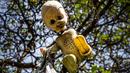 Don Julian Santana menggantung boneka di pulau ini karena dirinya merasa dihantui oleh arwah gadis cilik yang tenggelam di pulau tersebut, Meksiko, Jumat (14/11/2015). Diperkirakan ada ribuan boneka tergantung di pepohonan Isla de La Munecas.  (Reuters)