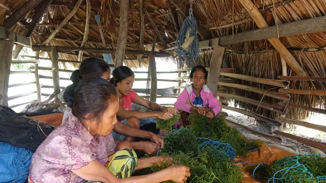 Tantangan Pembudidayaan Rumput Laut Ramah Lingkungan di Sabu Raijua, NTT
