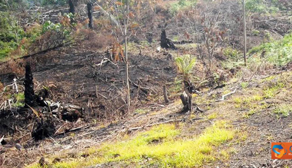 Citizen6, Asahan: Perambahan Hutan Lindung Tormatutung Asahan, terus berlanjut. Pembakaran yang terus dilakukan oleh masyarakat maupun pengusaha membuat kondisi hutan rusak parah. (Pengirim: Tombak Nagara/Amir Dolok Saribu)
