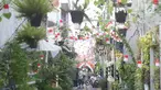 Suasana salah satu gang kampung hijau di kawasan Malakasari, Duren Sawit, Jakarta, Sabtu (15/9). Tingginya kesadaran masyarakat akan pentingnya tumbuhan membuat kawasan tersebut terlihat asri dan dipenuhi berbagai tanaman. (Liputan6.com/Immanuel Antonius)