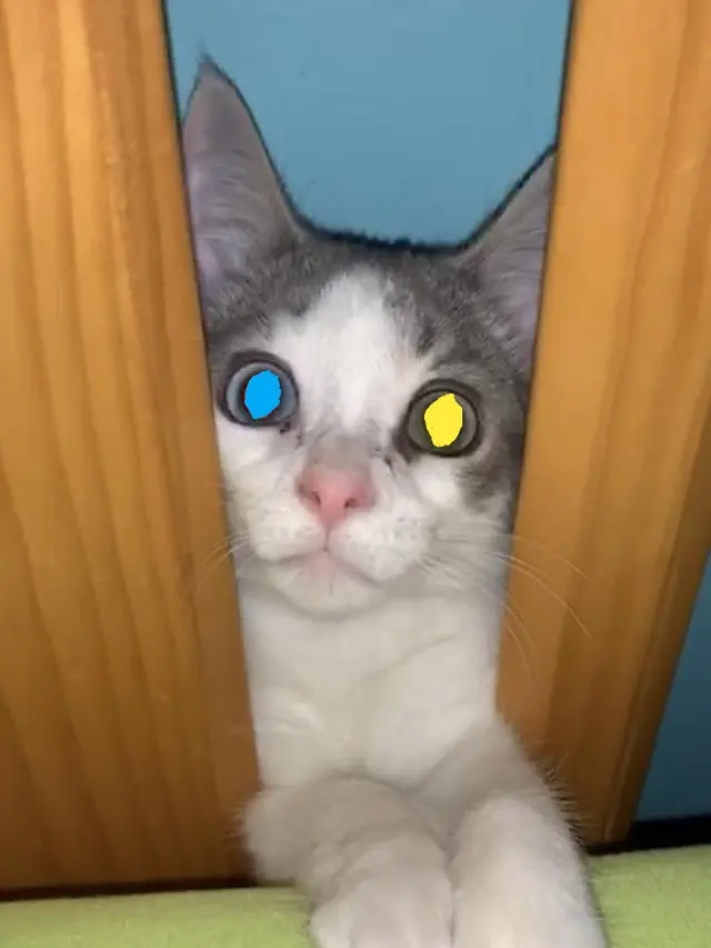 Kucing Mata Bersinar