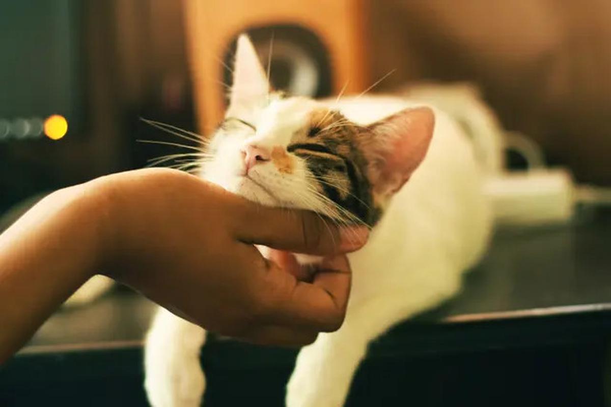 9 Tanda Kucing Rabies, Ketahui Diagnosis hingga Pencegahannya