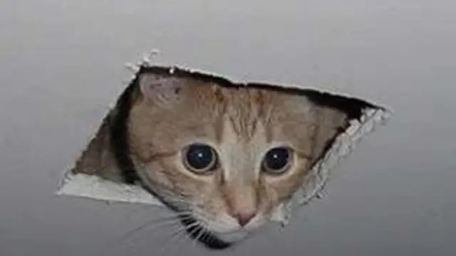 10 Potret Lucu Kucing Muncul dari Lubang di Langit-Langit Ini Bikin Gemas