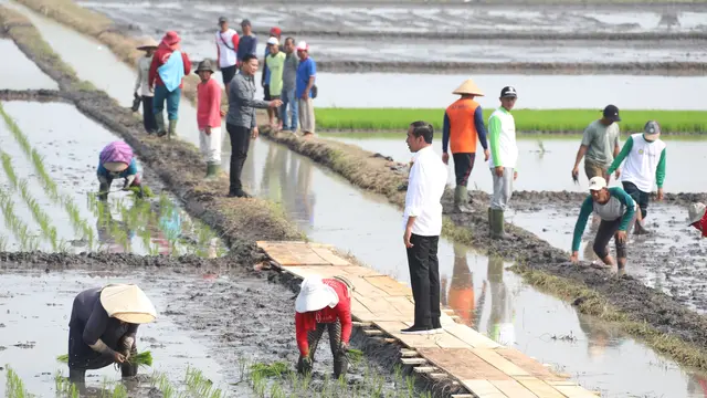 Presiden Tinjau Pompanisasi Kementan di Lampung Selatan