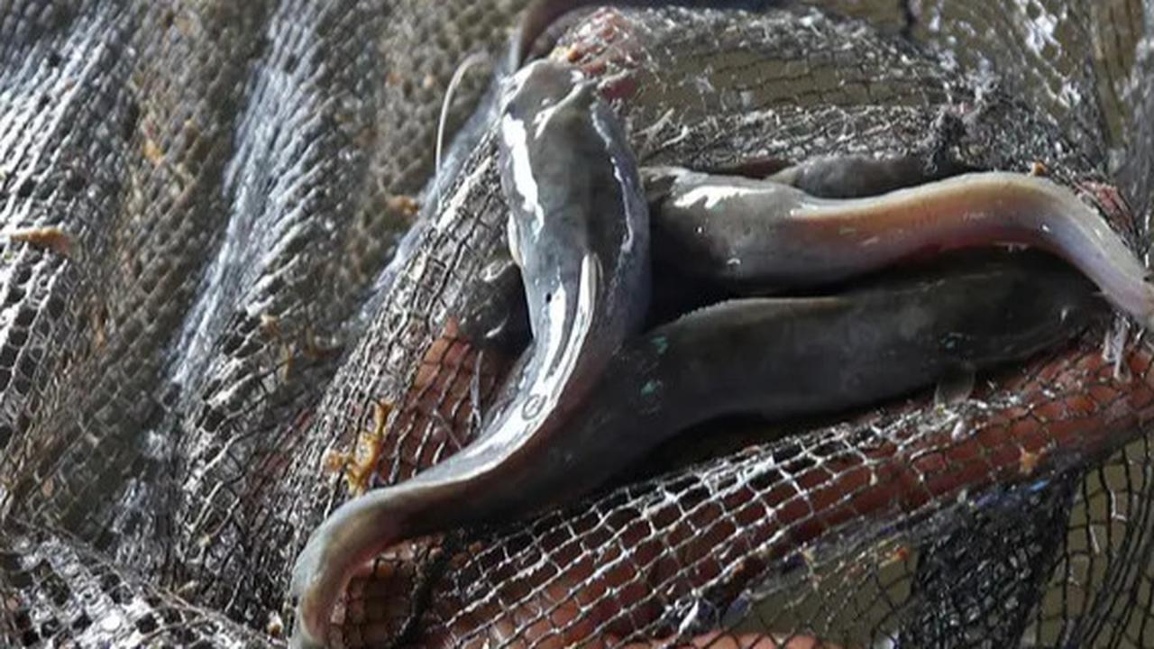 Cara Menghilangkan Lendir Ikan Lele dengan 3 Bahan Dapur, Hasilnya Lebih Bersih dan Bebas Amis