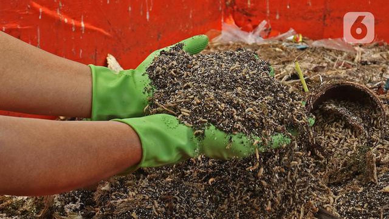 Dinas Lingkungan Hidup DKI Jakarta memberdayakan maggot untuk mengurai sampah organik yang bersumber dari sumbangsih warga per wilayah sebagai pupuk kompos.