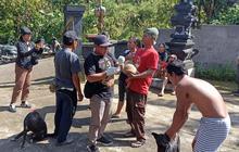 9 Pendaki Digigit, Ratusan Anjing di Batukaru Kena Vaksin Rabies Massal