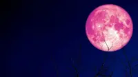 Strawberry moon dan gerhana bulan akan muncul dini hari nanti, 6 Juni 2020. (Sumber: Newsbuzz)