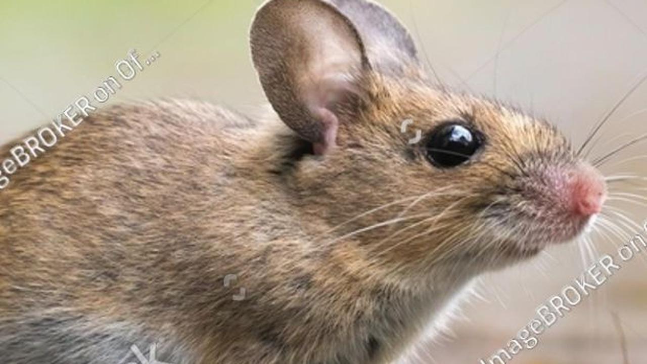 10. Tikus