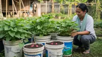Cara Menanam Ubi Jalar dengan Batangnya: Panduan Lengkap dari Stek hingga Panen