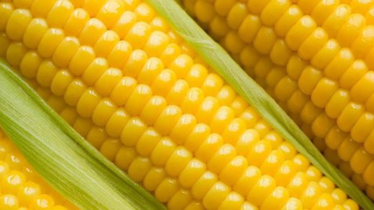 Jagung