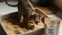 4 Cara Bikin Pasir Kucing Sendiri Hemat dan Wangi, Murah dari Bahan Rumah Tangga