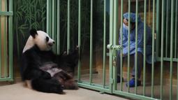Seorang penjaga China duduk dekat kandang panda raksasa betina yang tengah hamil Huan Huan saat menunggunya melahirkan di Beauval Zoo, Saint-Aignan-sur-Cher, Prancis, 1 Agustus. 2021. Huan Huan melahirkan dua anak kembar dalam keadaan sehat. (Guillaume SOUVANT/AFP)