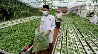 Santri memanen bayam usai memperingati Hari Santri Nasional di Kebun Gizi Hidroponik, Pesantren Hidayatullah Depok, Jawa Barat, Kamis (22/10/2020). Beragam sayur dikelola secara mandiri oleh para santri dengan nilai panen mencapai 1,2 ton atau sekitar Rp 20 juta per bulan. (merdeka.com/Arie Basuki)