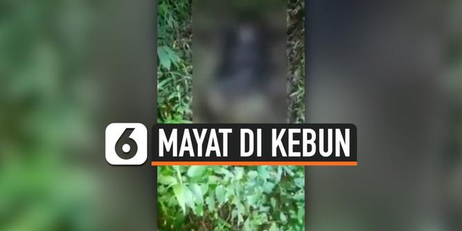 VIDEO: Mayat Perempuan Ditemukan Membusuk di Kebun Sengon