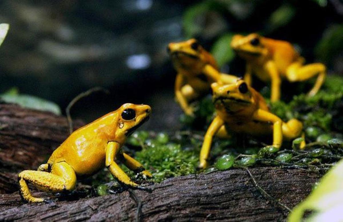 8 Tips agar Kolam Ikan Tidak Didatangi Katak yang Mengganggu, Mudah dan Efektif