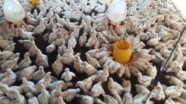 Ayam berusia muda di peternakan Wanareja, Cilacap, Jawa Tengah. (Foto: Liputan6.com/Muhamad Ridlo)
