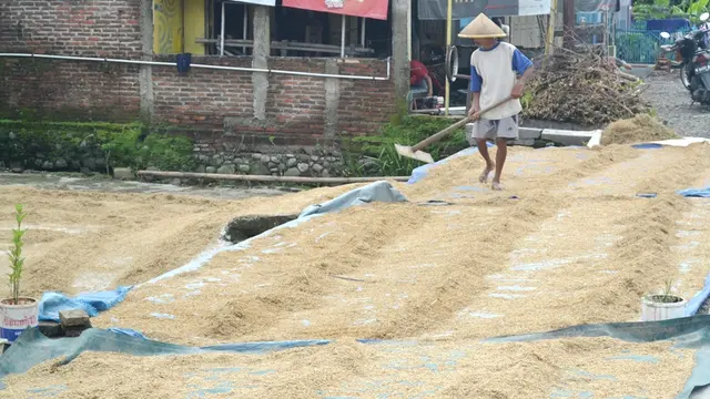 Petani menjemur padi yang baru dipanen. (Foto: Liputan6.com/Muhamad Ridlo)