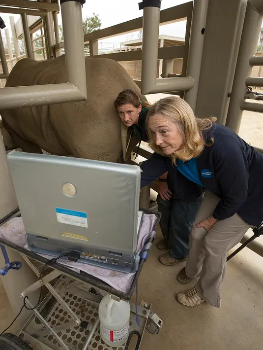 Direktur Ilmu Reproduksi di San Diego Zoo Institute for Conservation Research Barbara Durrant (kanan) dan Parker Pennington Ph.D meneliti ultrasound badak putih selatan Victoria di California, AS, Selasa (15/5). (Tammy Spratt/San Diego Zoo Global via AP)