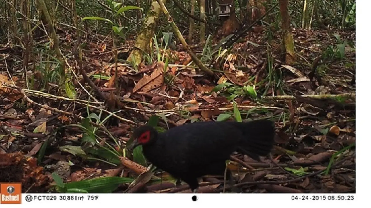 Burung Sempidan Merah