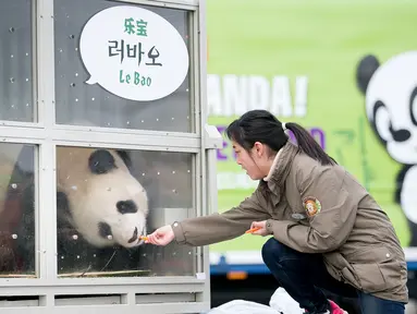 Seorang pengasuh memberi makan panda bernama Lebao dalam acara penyambutan sepasang panda yang berasal dari Cina di Bandara Internasional Incheon, Korea Selatan , (3/3). Lebao sendiri berarti harta yang menyenangkan. (REUTERS / Ha Sa - hyun)