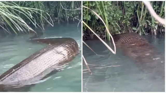 Penampakan Anaconda di Sungai Ini Bikin Ngeri, Pernah Viral Video Ditonton 64 Juta Kali