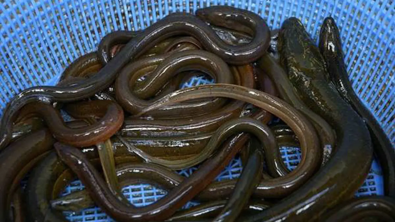 Hasil budidaya belut (dok. Dinas Ketahanan Pangan dan Perikanan)