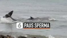 Seekor paus sperma terjebak di perairan dangkal di pantai Ashington, Inggris. Paus sperma itu berukuran panjang sekitar 12 meter.