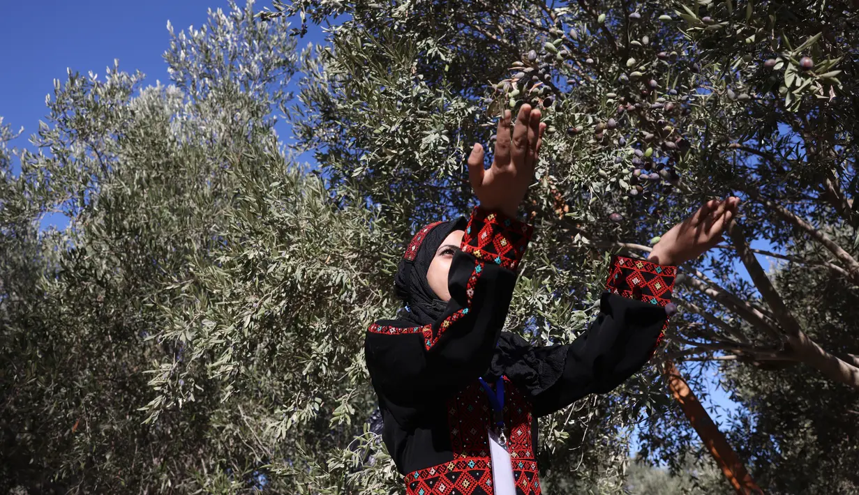 Relawan Palestina membantu petani memanen buah zaitun selama musim panen di sebuah ladang di lingkungan Shijaiyah dekat perbatasan dengan Israel, timur Kota Gaza (7/10/2021). (AFP/Mohammed Abed)