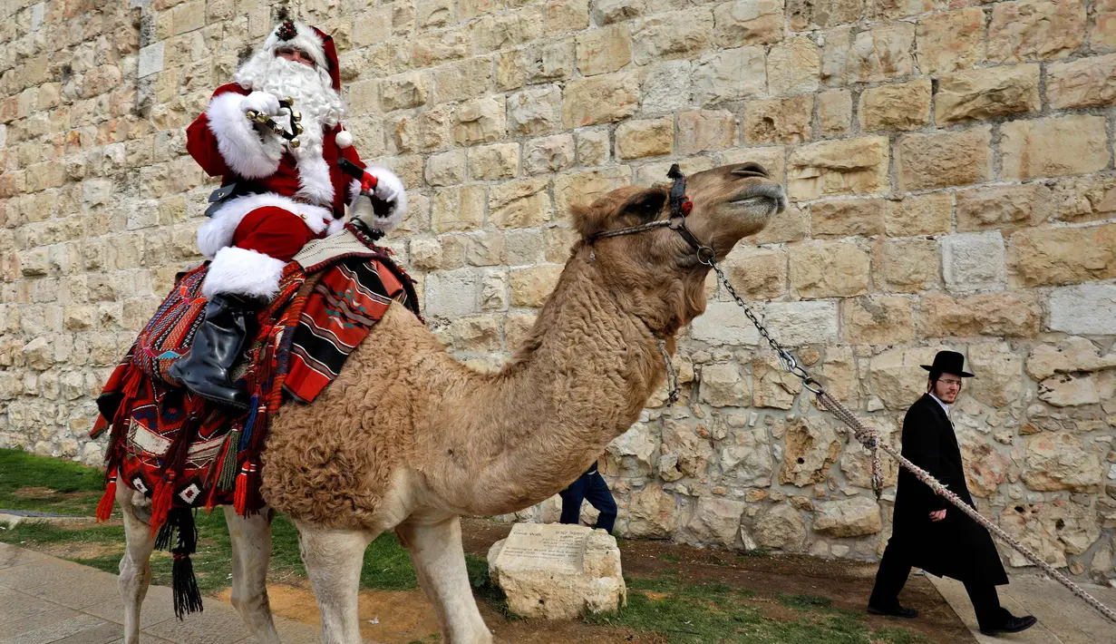 Seorang pria mengenakan busana seperti Santa Claus mengendarai unta di sepanjang tembok Ottoman Kota Tua Yerusalem (21/12). Menyambut perayaan Natal pria tersebut menyapa para warga di atas unta yang berada di sekitarnya. (AFP Photo/Gali Tibbon)