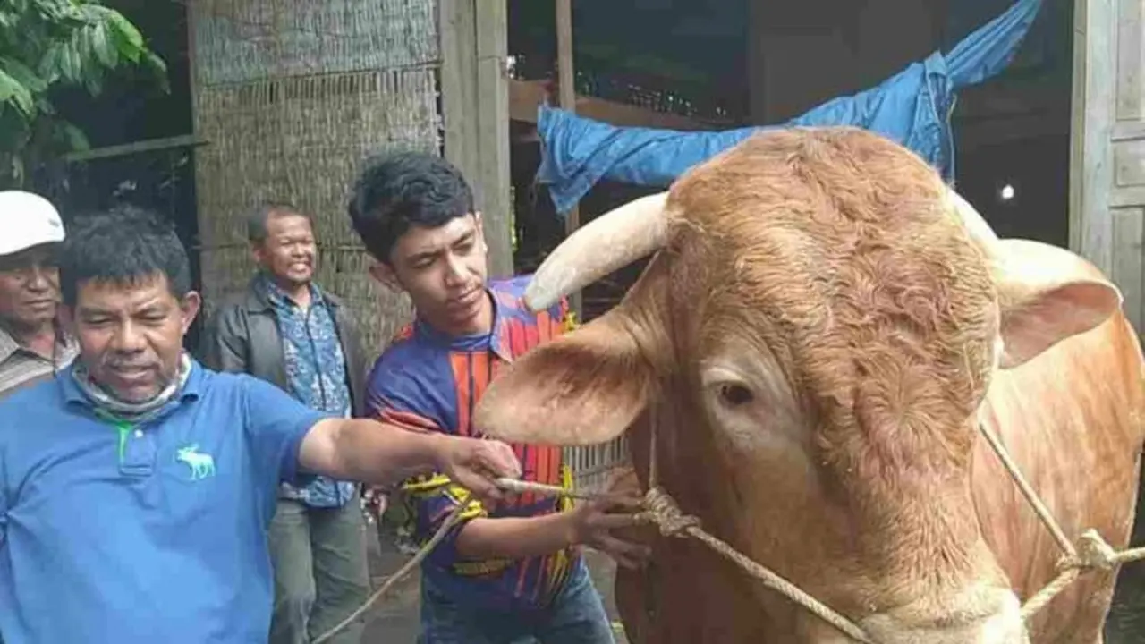 Presiden Jokowi menyumbangkan sapi kurban di Sumatera Barat. (Liputan6.com/ ist)