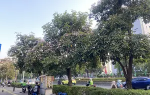 Tabebuya Bermekaran di Jakarta, Ribuan Pohon Tambahan Siap Ditanam