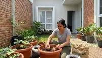 Cara Menanam Kentang dari Umbinya di Pot, Rahasia Sukses Panen Melimpah