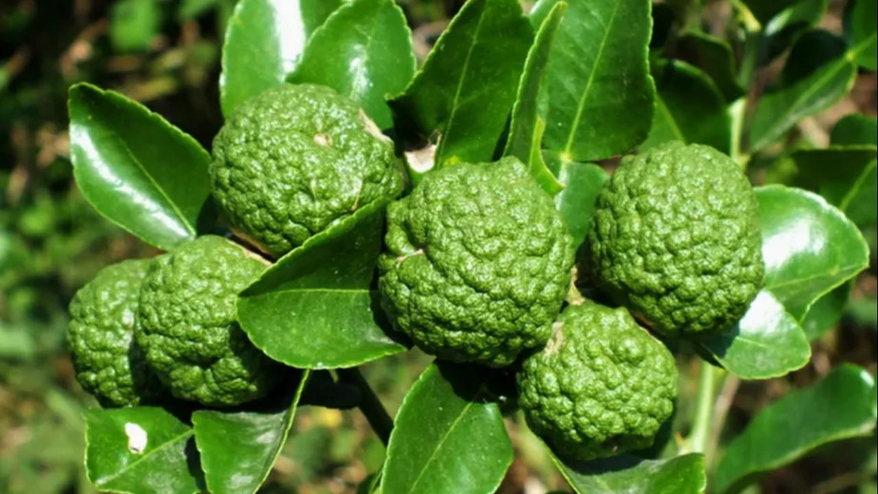 8.&nbsp;Menjaga Kesehatan Darah