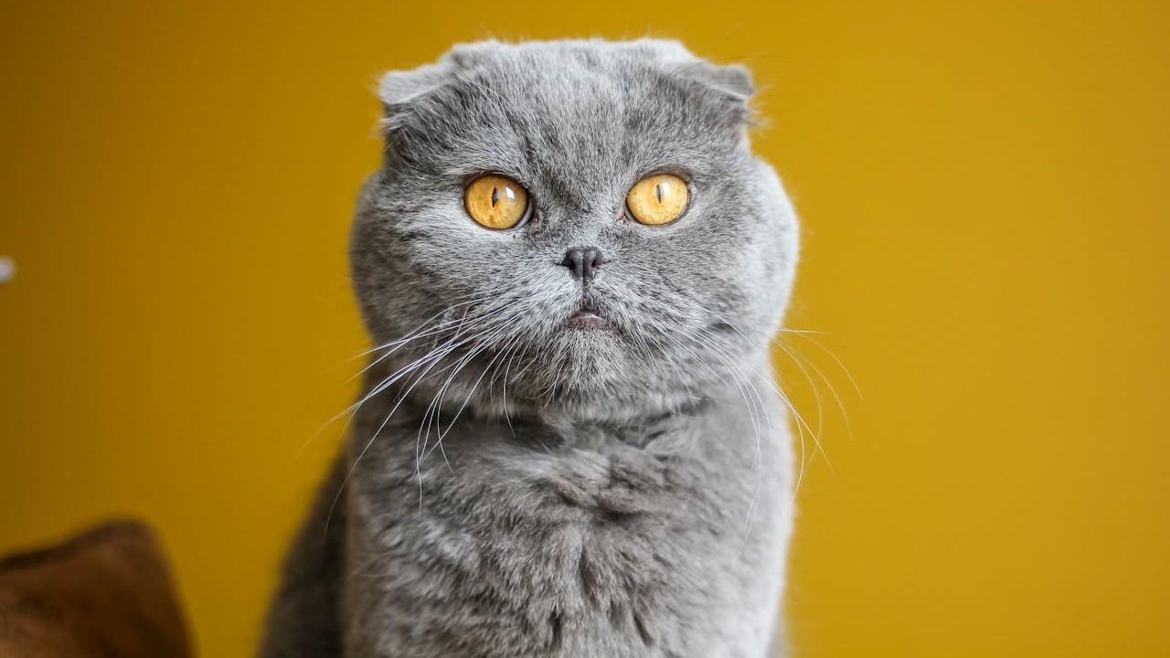 Scottish Fold