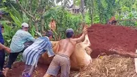 Sejumlah warga mengubur sapi yang terjangkit PMK. (Adirin/Liputan6.com)
